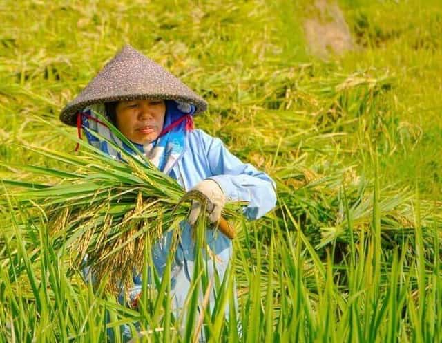 Hiện tại trên các thửa ruộng bậc thang tại các xã Thành Lâm, xã Thành Sơn