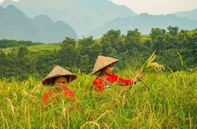 Đồng bào dân tộc Thái ở Pù Luông đang khẩn trương thu hoạch lúa chín