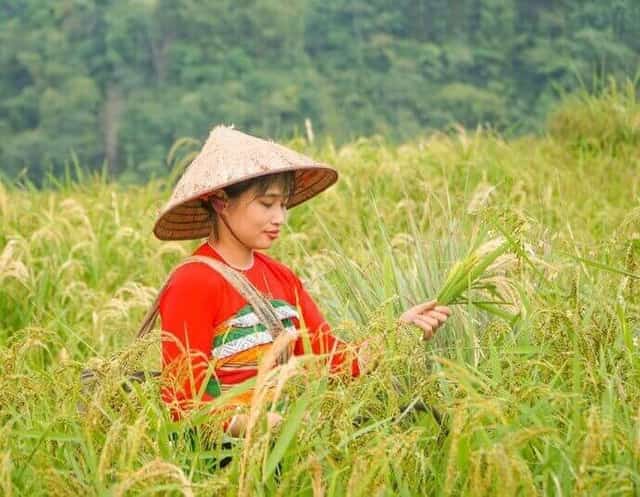 Những thửa ruộng lúa ở Pù Luông được mùa, nên bà con rất phấn khỏi