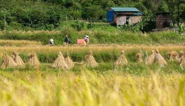 벼가 익는 계절, 꾸에이선 강 양쪽은 황금빛으로 물든다