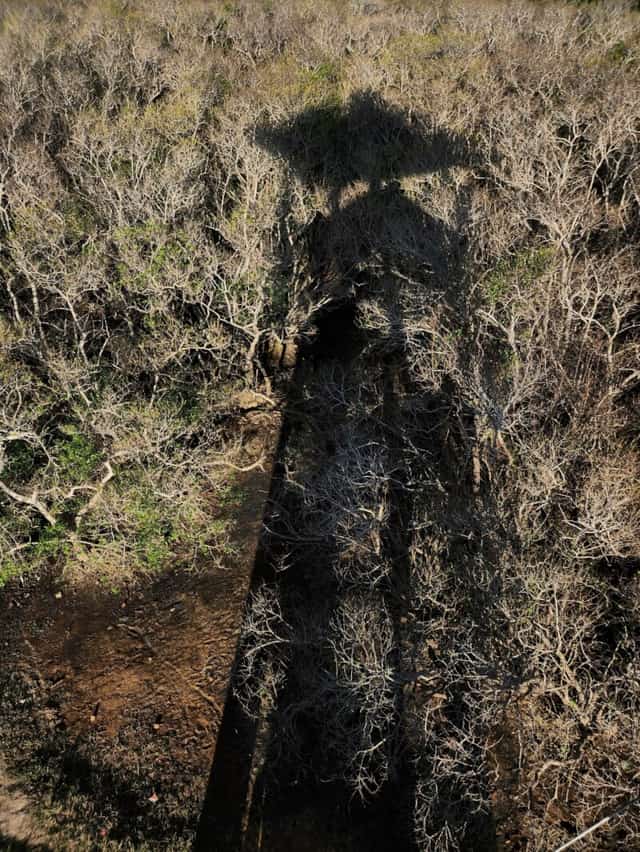 見晴らし台から周囲を見渡すと、葉を落としたチャーの木の白い幹と、その中に混じる緑の葉が見えます。