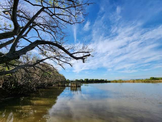 落葉したチャーの木が白い幹をむき出しにする中で、漁師の姿が調和のとれた明るさで中心に配置され、繊細な構図を作り出しています。