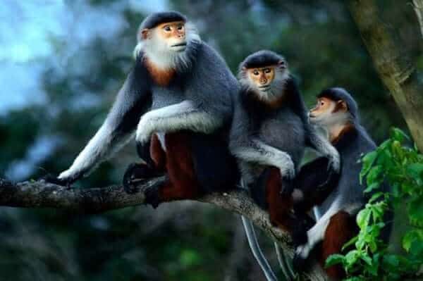 Cúc Phương National Park spans over 22,000 hectares and is a year-round tropical rainforest.