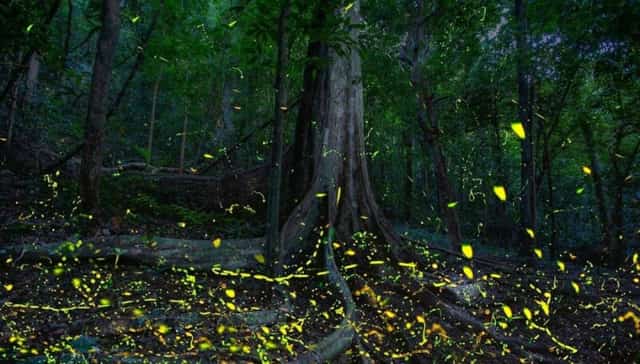 クックフォン国立公園のホタルの季節は、訪れる旅人の目の前に息をのむような絶景を広げます。
