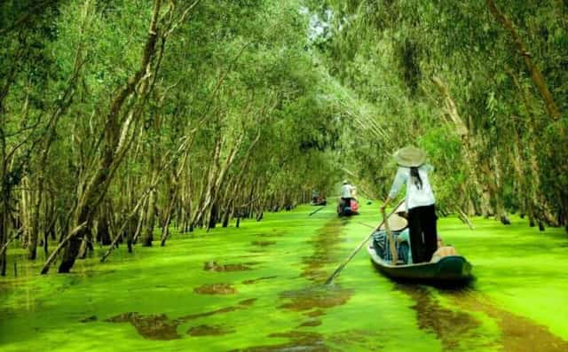 Rừng U Minh (Kiên Giang và Cà Mau)