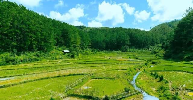 꼰뚜랑의 벼가 황금빛으로 익을 때, 많은 관광객들이 소식을 듣고 몰려와 구경하고 기념사진을 찍습니다
