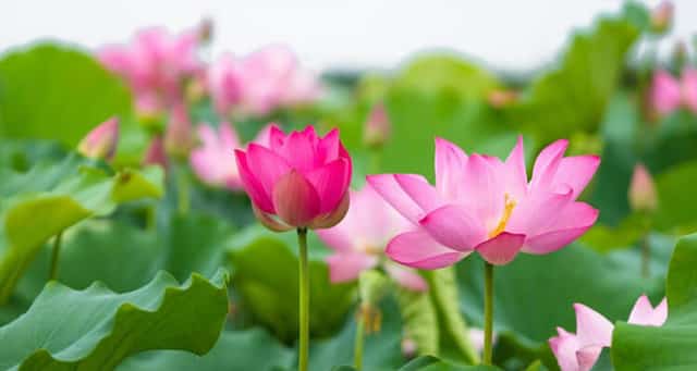 荷花季来镇2