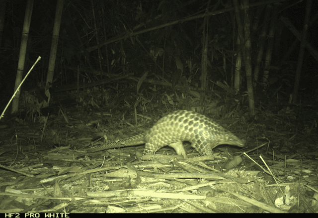 Pangolin