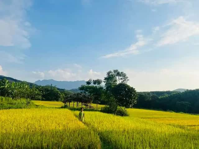 Những thửa ruộng đang độ mùa lúa chín ở Bản Thượng