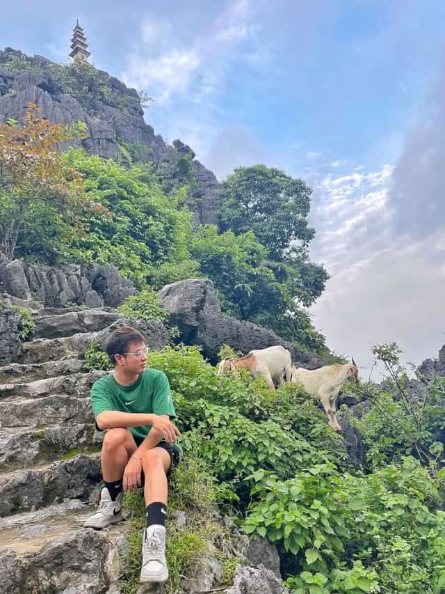 栖息在卧龙山上的野生山羊群