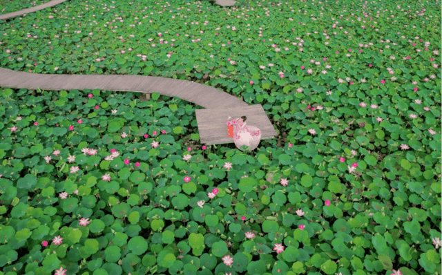 在“网红打卡天堂”舞洞欣赏浪漫秋景 - 4