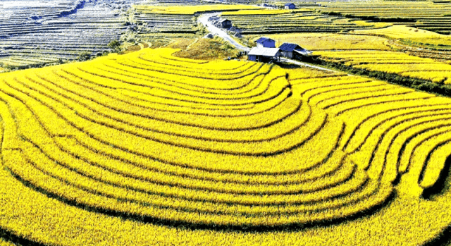 老街巴萨县高山上的金色稻田美景，令人心醉神迷