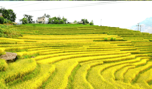 老街巴萨县高山上的金色稻田美景，令人心醉神迷