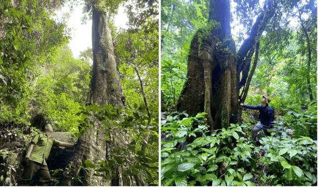 洞穴区域周围的植被
