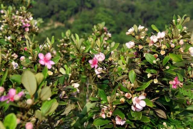 Làng cổ Vi Rơ Ngheo được mẹ thiên nhiên ban tặng các loại hoa rừng khoe hương sắc bốn mùa
