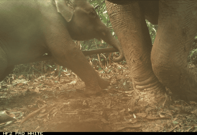 Asian Elephant