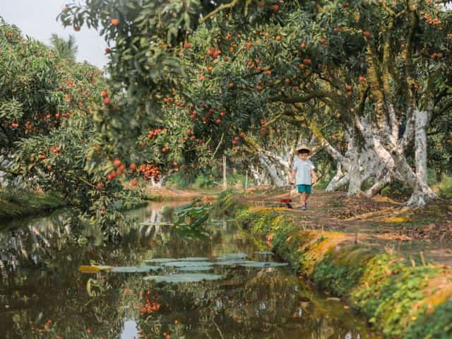 Em bé dắt xe đồ chơi đi dạo dọc bờ kênh, thức quả vải chín mọng, thơm ngon ở Hải Dương