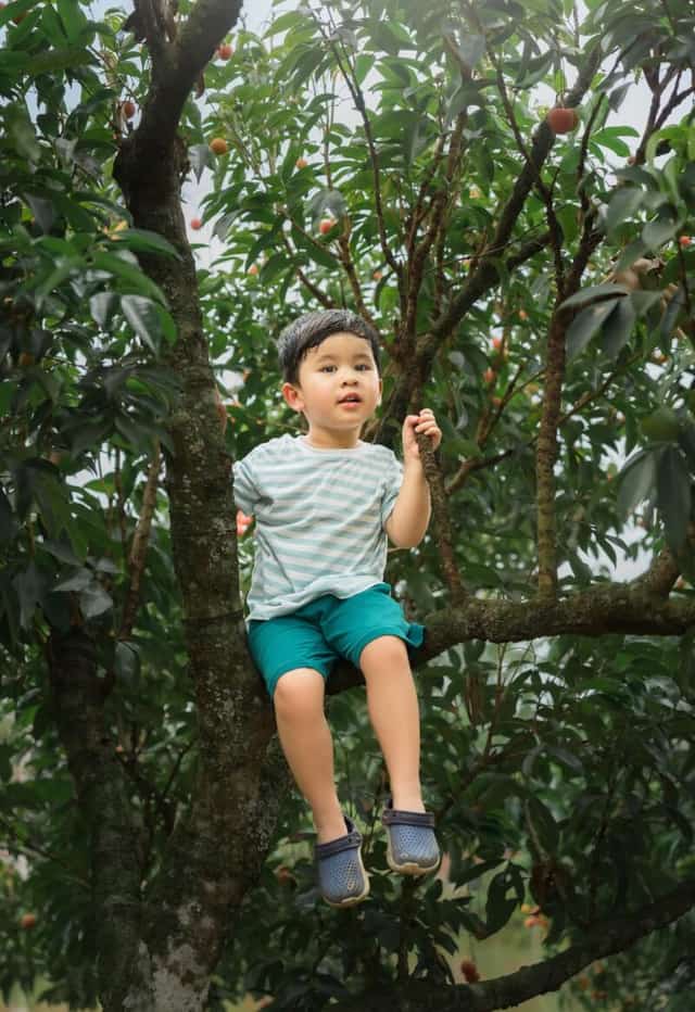 Em bé thích thú ngồi vắt vẻo trên cành cây vải cao