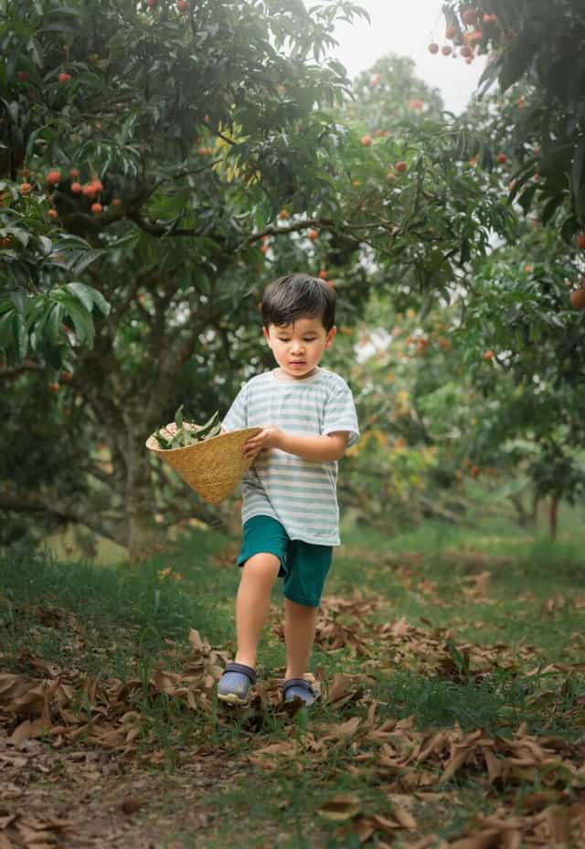 Em bé cầm chiếc nón lá đựng đầy vải đi dạo giữa khu vườn