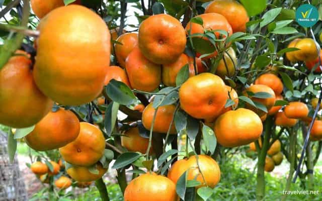 Trái cây đặc sản Đồng Tháp