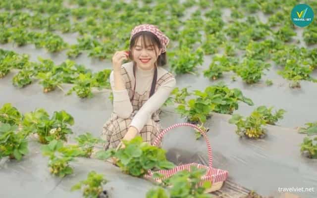 Chimi Farm Vườn Dâu Tây Mộc Châu