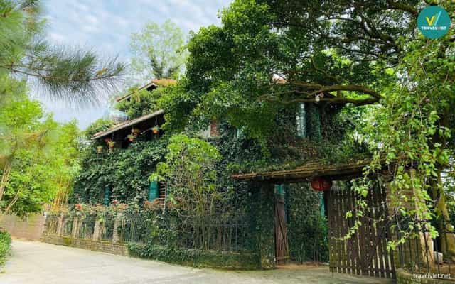 Jungle House