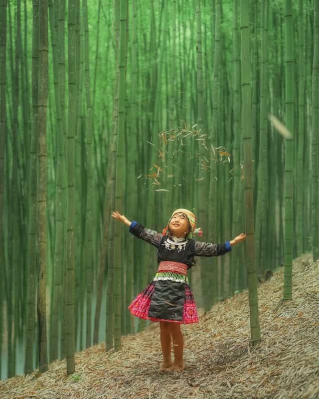 桑马绍竹海景色