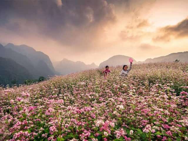 Hoa tam giác mạch ở Phó Bảng