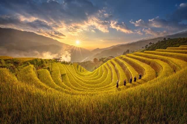 越南河江省黄树皮梯田,金秋稻浪壮丽景色