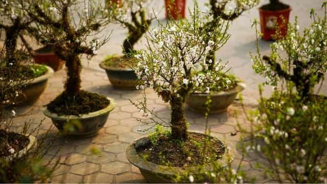 Vẻ đẹp mộc mạc, cổ kính của nhất chi mai