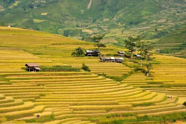 越南谅山省北山梯田,金黄稻浪与山谷风光
