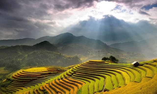 越南伊蒂梯田,金秋稻浪丰收景象