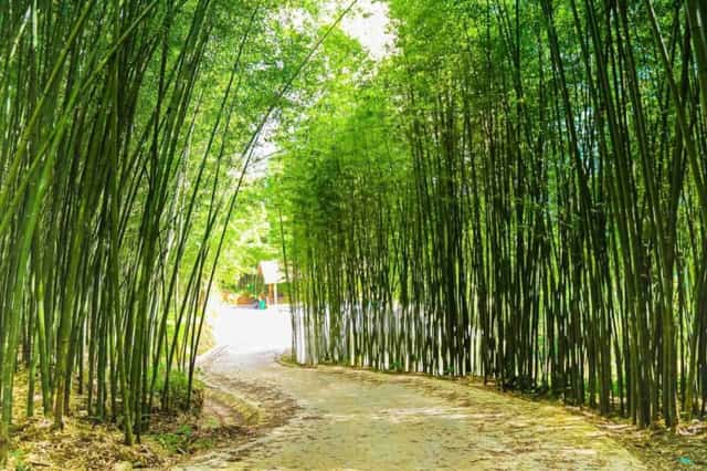 阳光穿透竹林缝隙