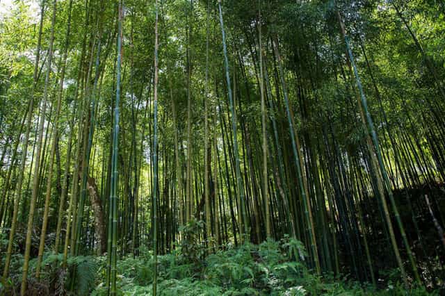 当地特色竹笋与山村生活