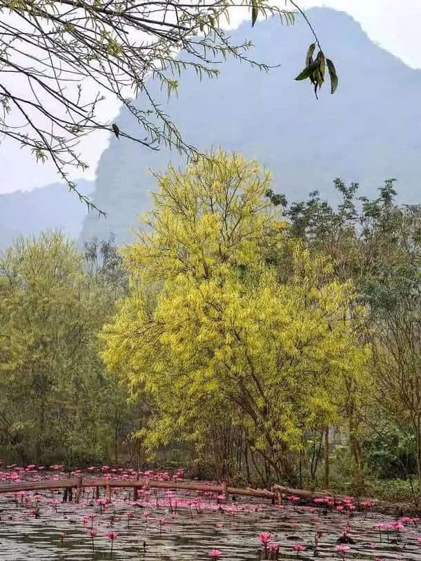 the pink hue of water lilies