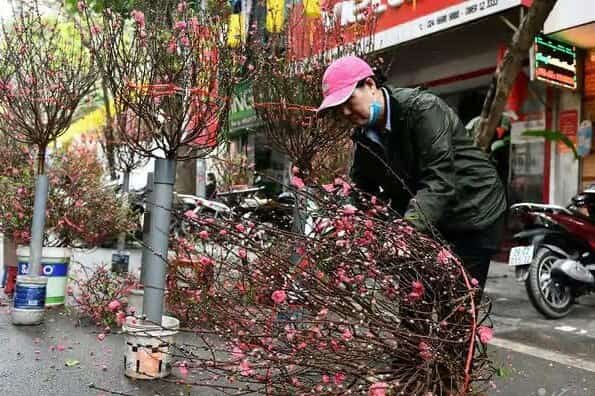Hang Luoc Flower Market3456789