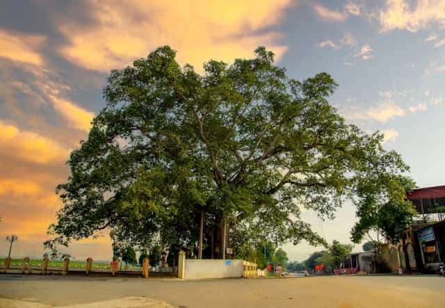 Lang Tru Banyan Tree Relic