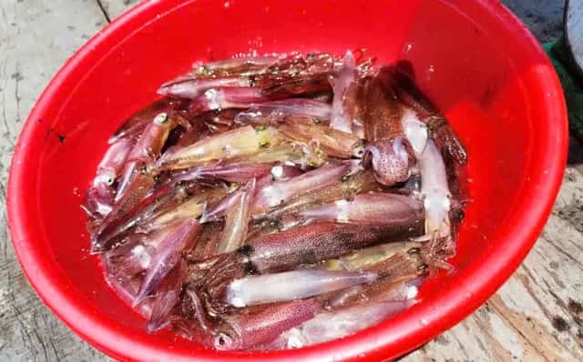 Jumping Squid Vung Ang