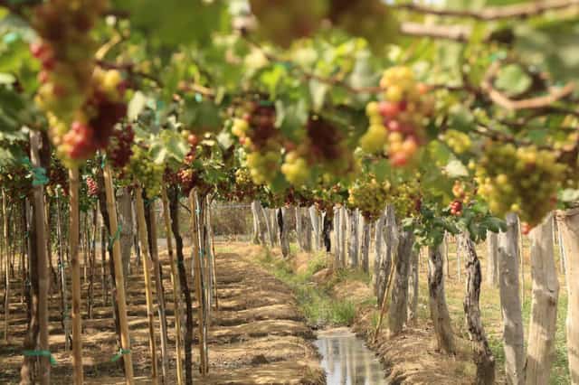 Hai Trieu Vineyard