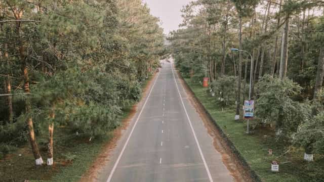 Mang Den pine forest