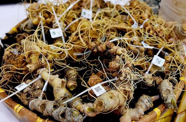 Ngoc Linh ginseng - Precious specialty as a gift in Quang Ngai