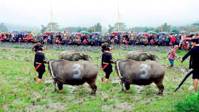 Field Festival (Long Tong) Sa Pa