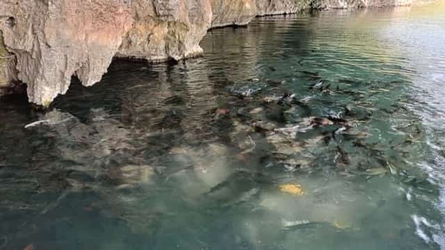 珍珠水中的神鱼群