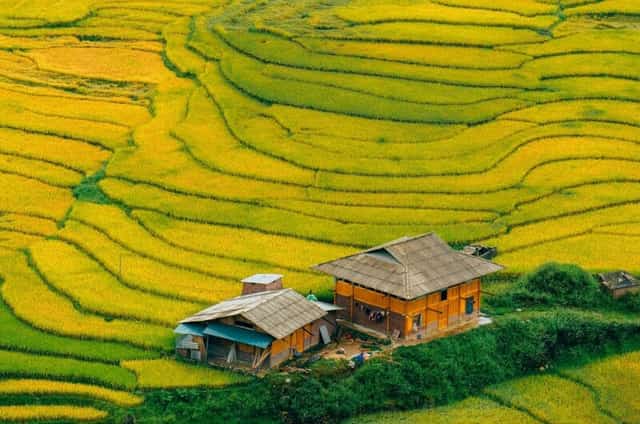 Ruộng bậc thang Y Tý
