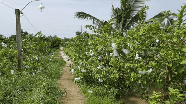 Khu Du Lịch Sinh Thái - Vườn Ổi Tám Ngoắc