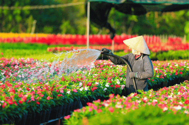 Sa Dec Flower Village