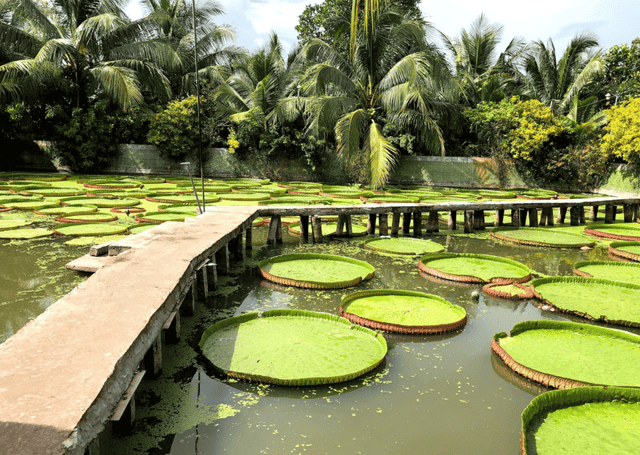 Tour Cần Thơ – Đồng Tháp 1 Ngày đi Xẻo Quýt