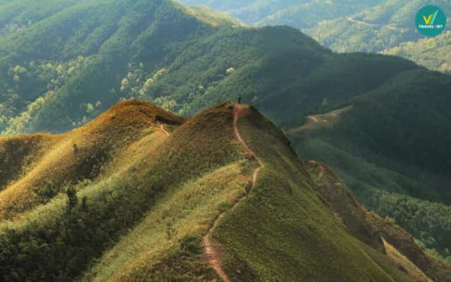 Binh Lieu의 공룡 척추