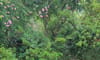Vietnam Ornamental Botanical Park