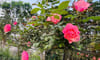Vietnam Ornamental Botanical Park
